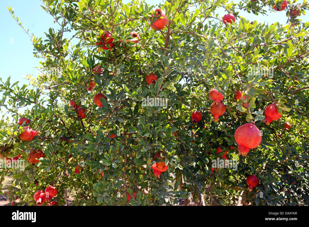 Pomegranate tree in an orchard Stock Photo 75580143 Alamy