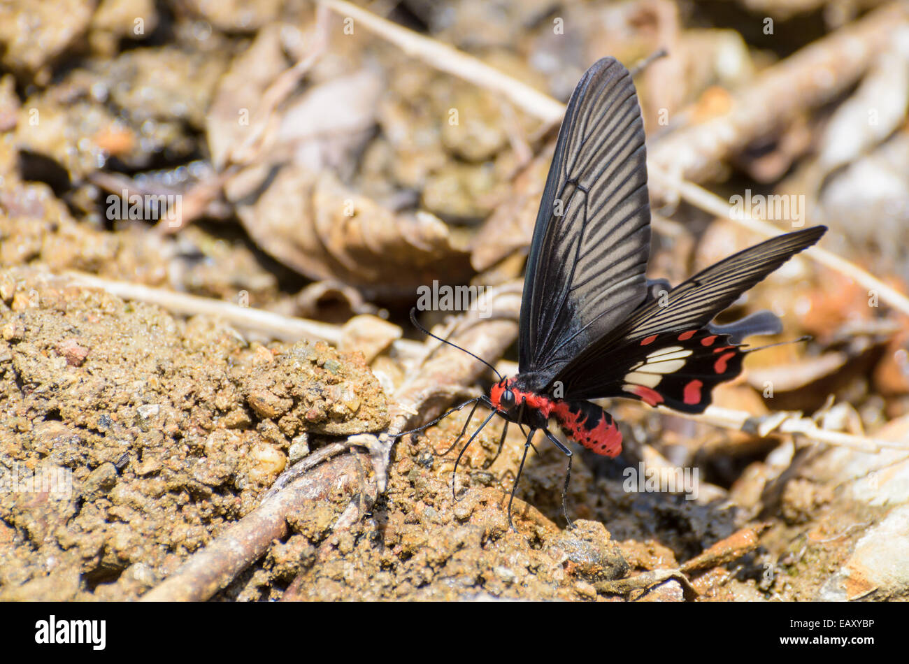 Rose Swallowtail Butterfly (Pachliopta aristolochiae) with red, black and white eating mineral on the salt marsh Stock Photo