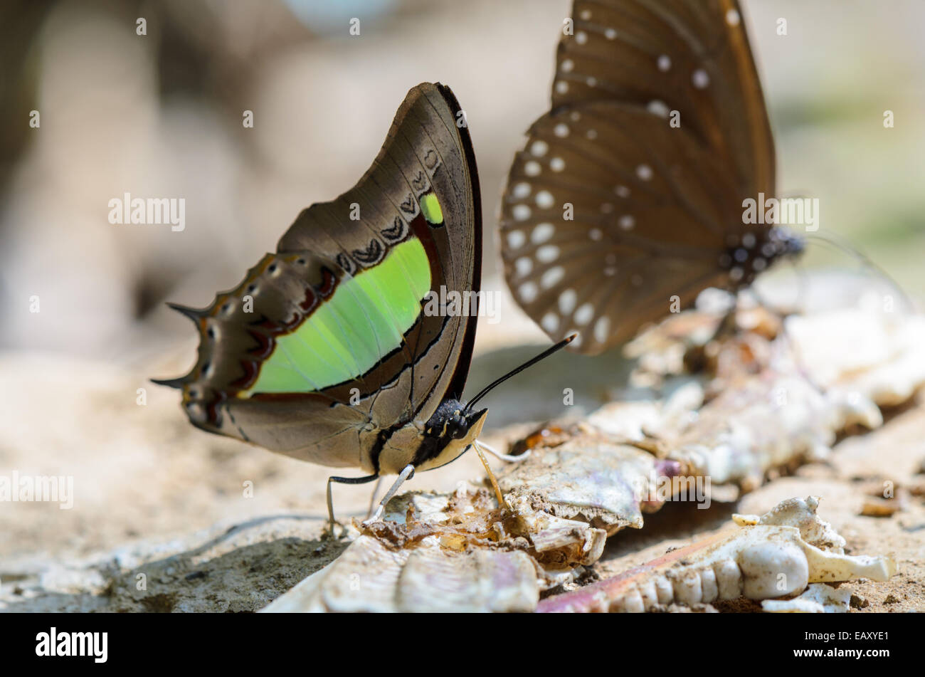 Common Nawab butterfly (Polyura athamas) with green spots on wings feeding on the ground Stock Photo