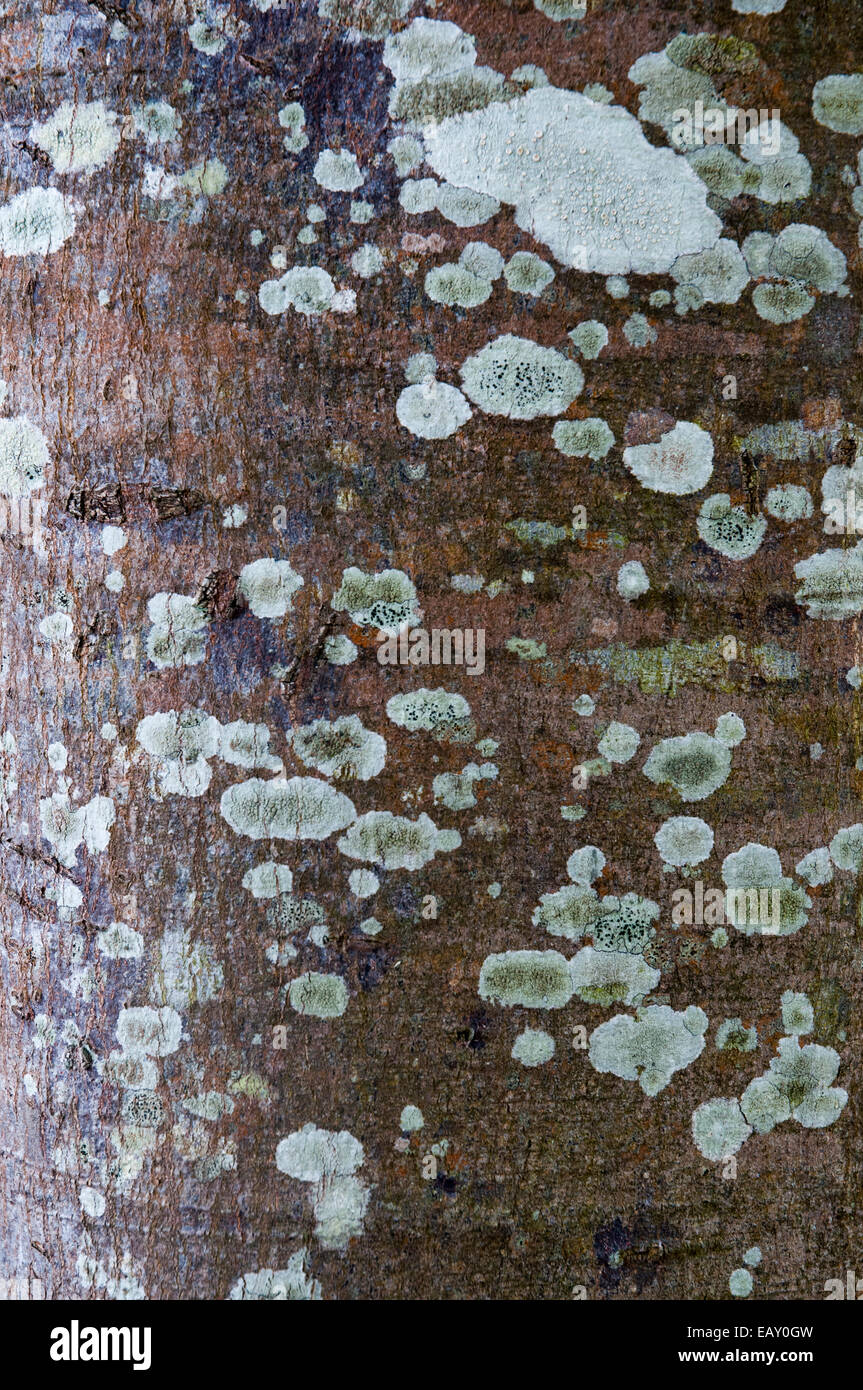 Tree-trunk textures at Caloundra, Sunshine Coast Stock Photo
