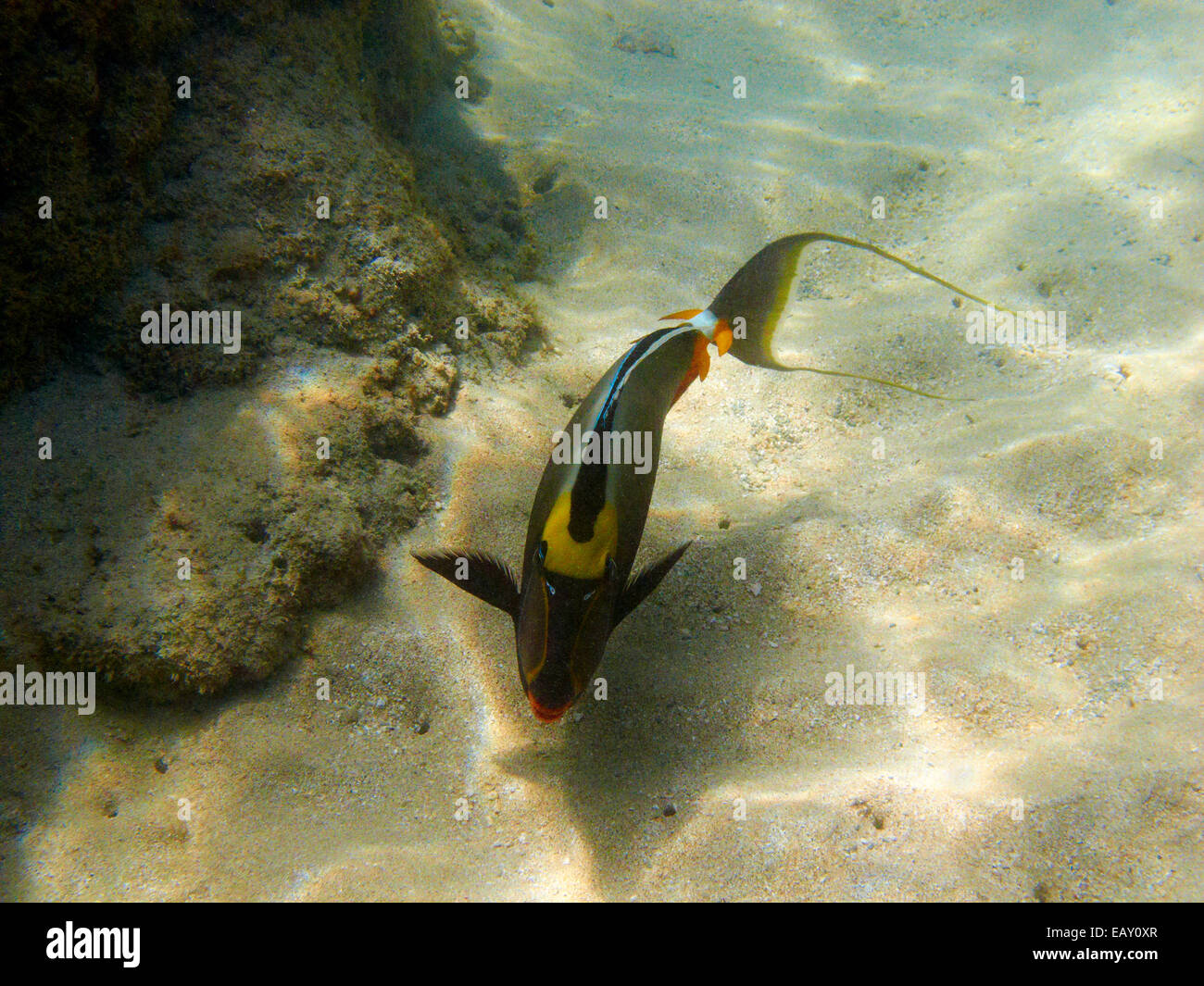 Orangespine Unicornfish (Naso lituratus), Hanauma Bay Nature Preserve, Oahu, Hawaii, USA - underwater Stock Photo