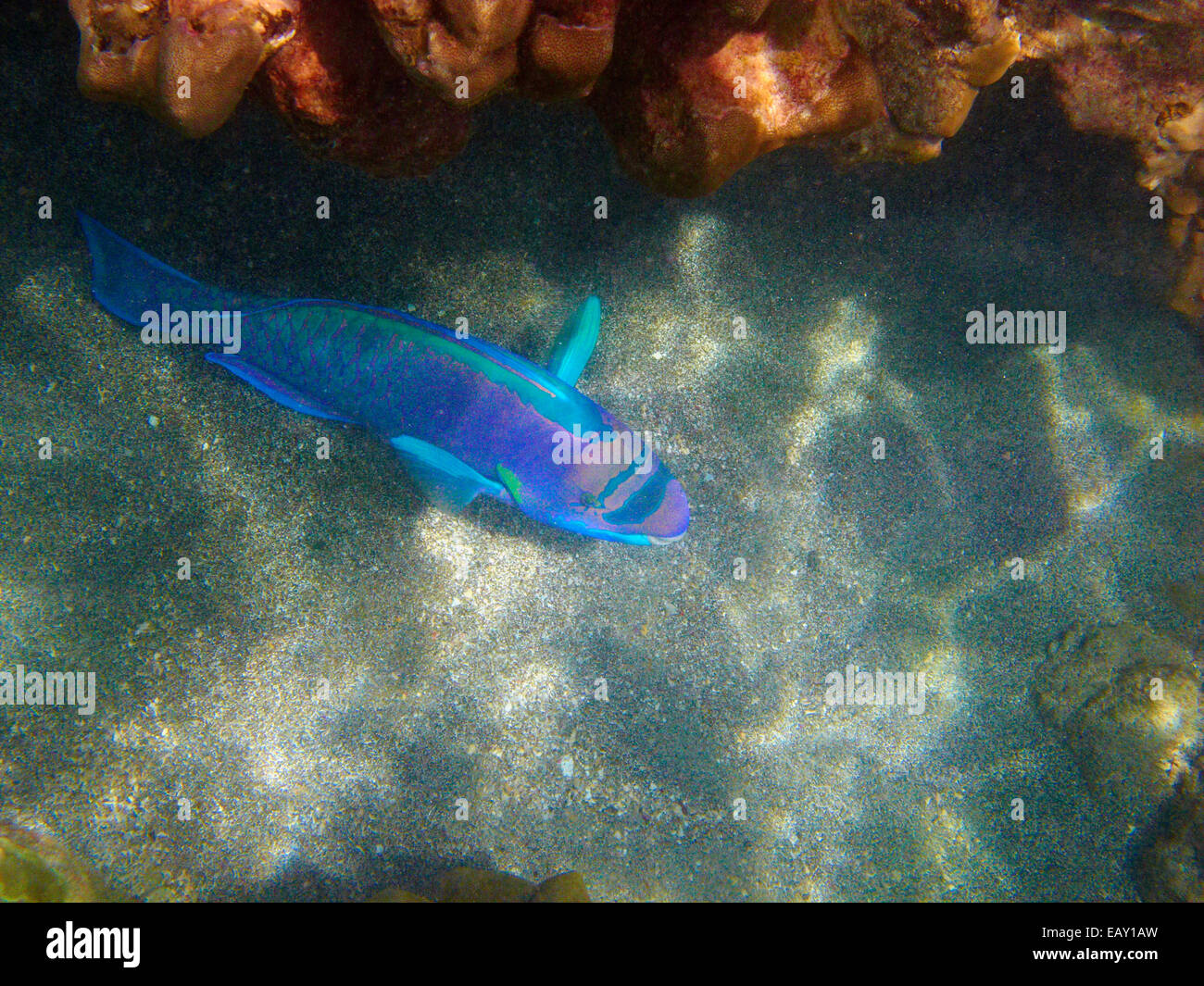 Spectacled Parrotfish ( Chlorurus perspicillatus ), Hanauma Bay Nature Preserve, Oahu, Hawaii, USA - underwater Stock Photo