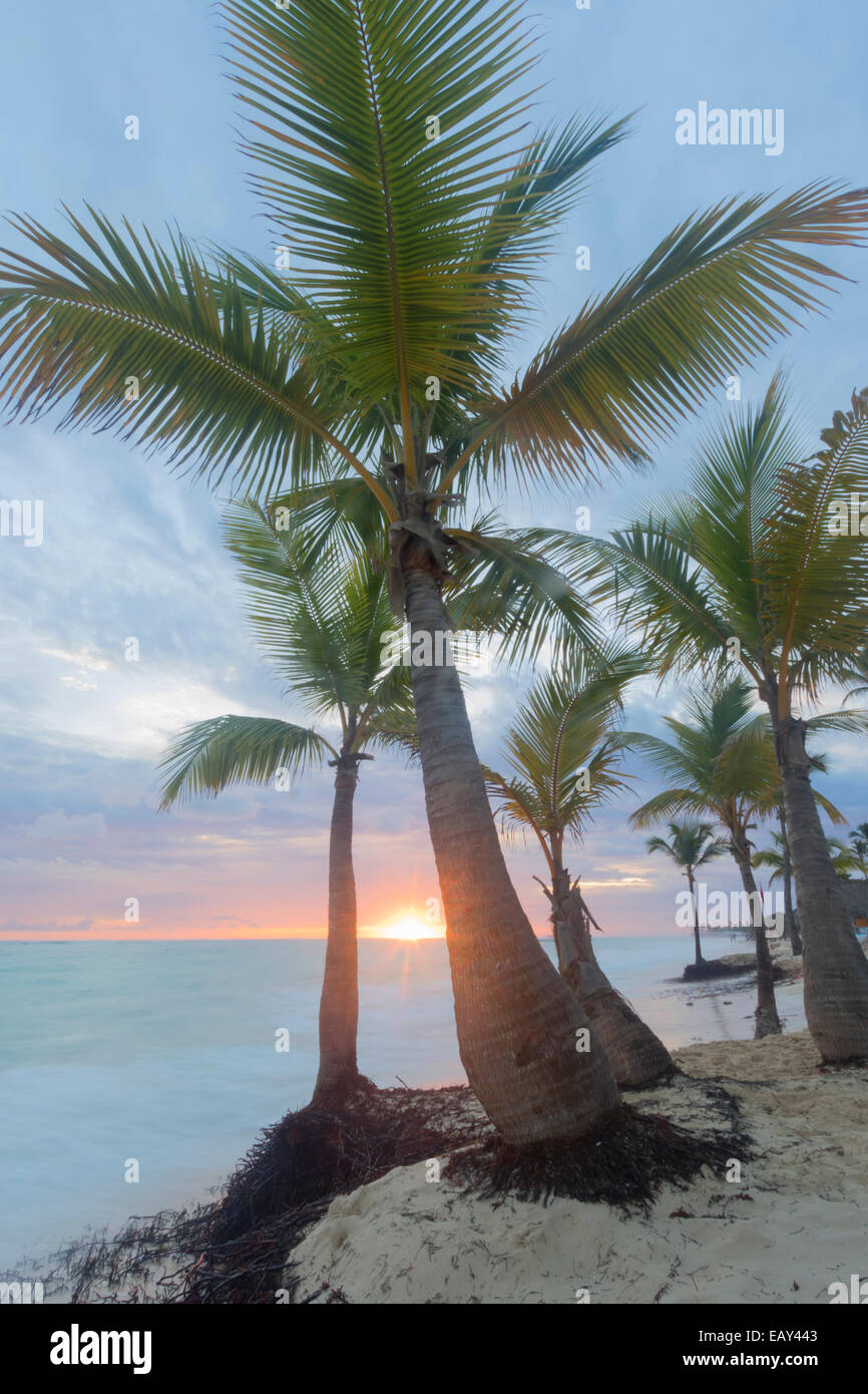 Palm tree leave wind tropical hi-res stock photography and images - Alamy