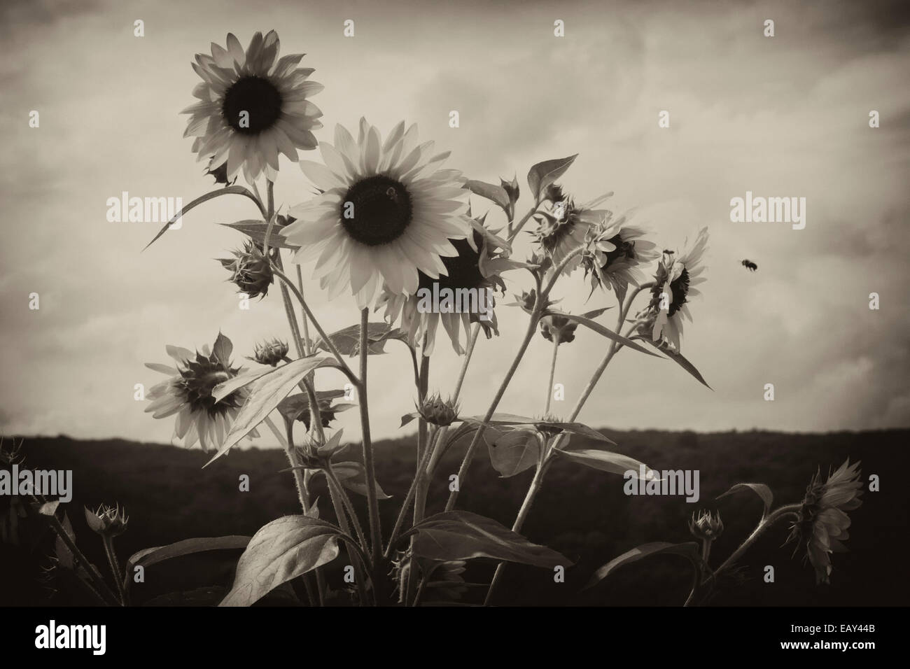 Sunflowers blooming in the field in black and white Stock Photo - Alamy