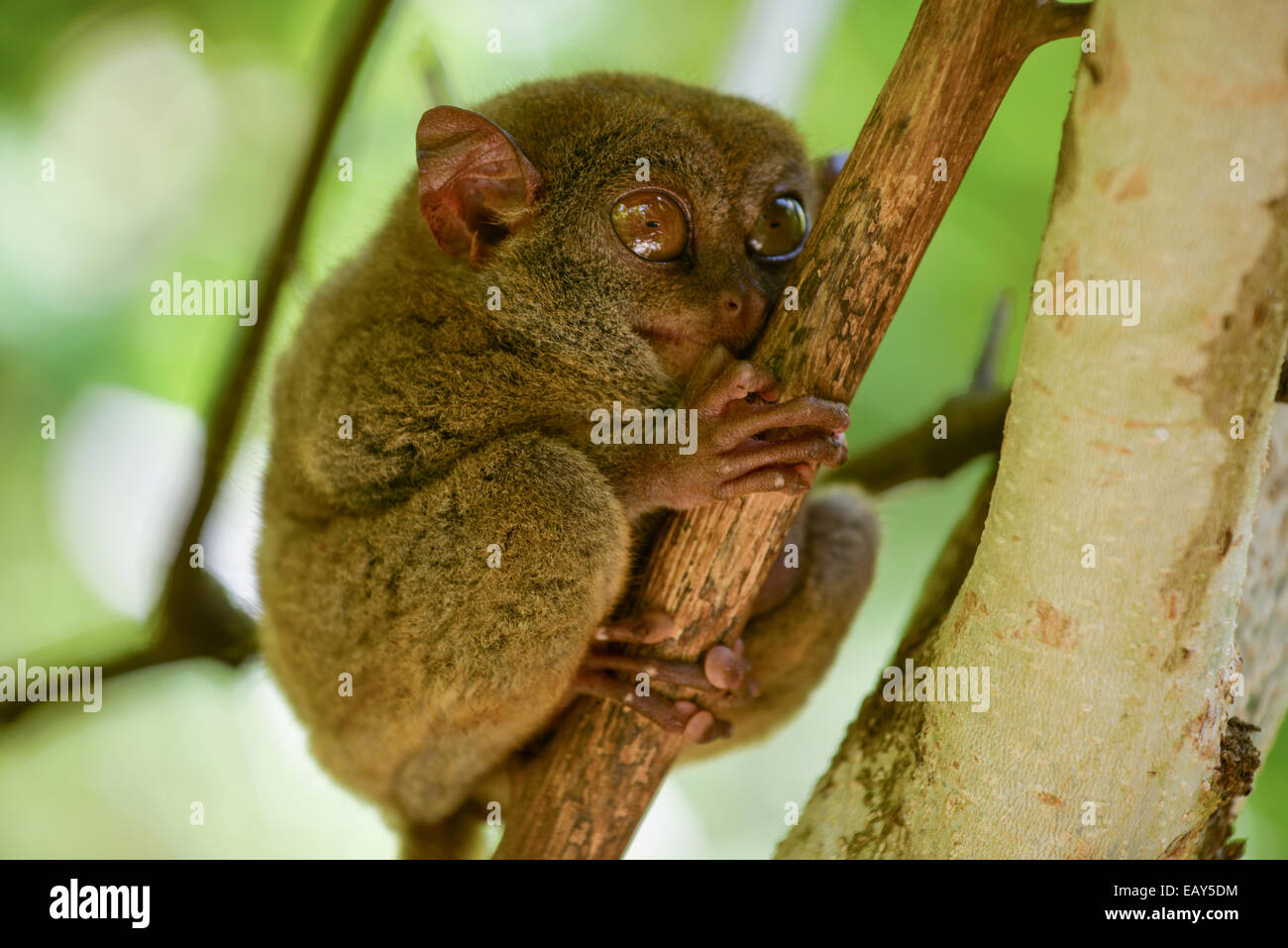 Philippine tarsier hi-res stock photography and images - Alamy