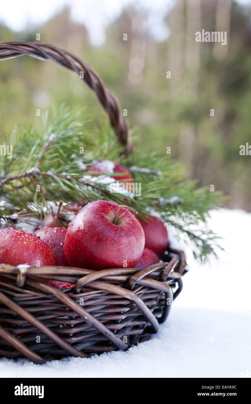 Basket with red apples decorated fir branch, snow-covered in nature winter forest Stock Photo