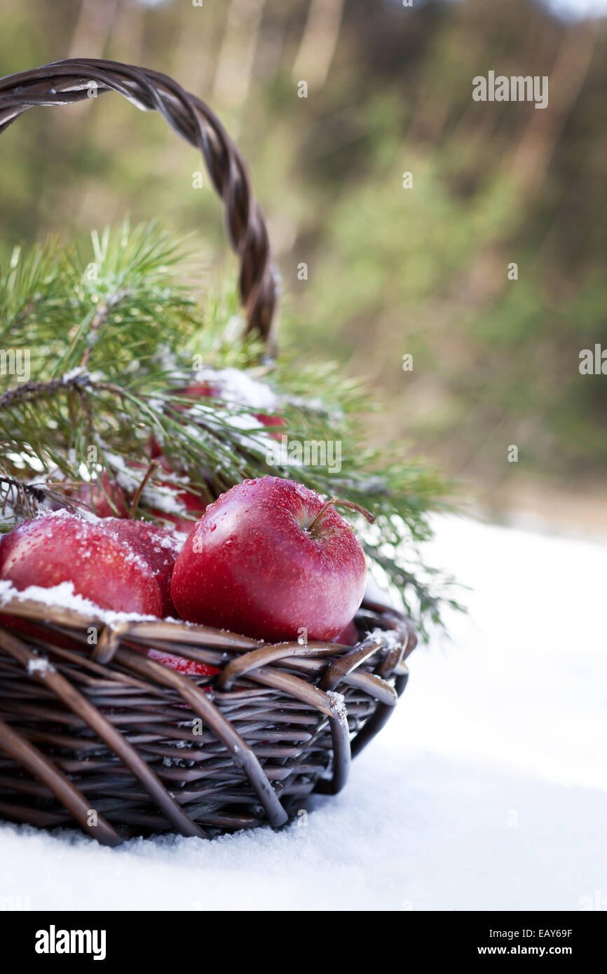 Basket with red apples decorated fir branch, snow-covered in nature winter forest Stock Photo