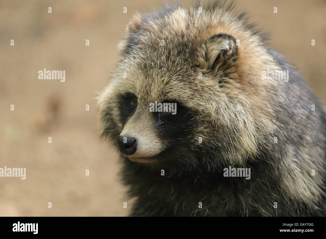 Racoon, Wildlife, Animal Stock Photo - Alamy