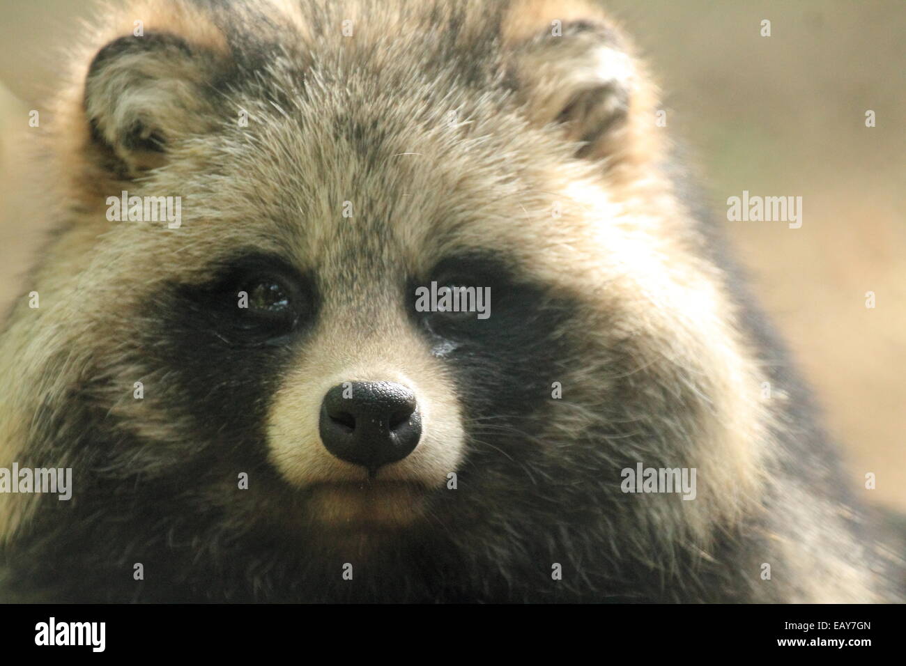 Racoon, Wildlife, Animal Stock Photo