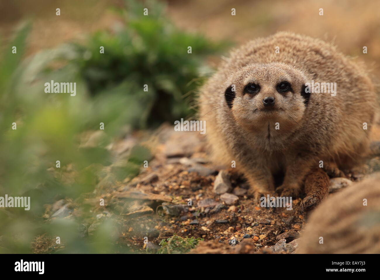 Meerkat, Wildlife, Animal Stock Photo
