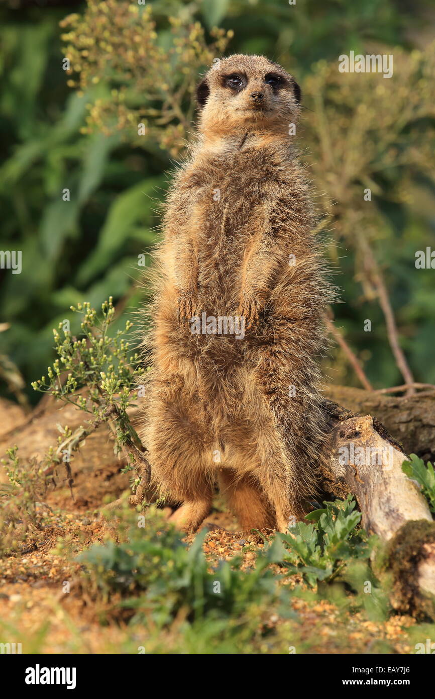 Meerkat, Wildlife, Animal Stock Photo