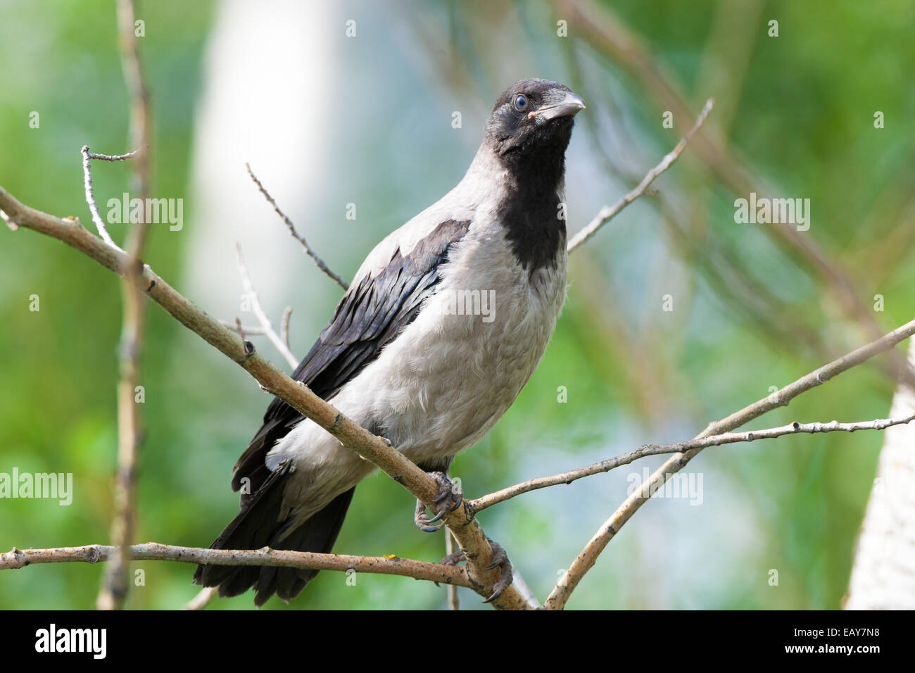 Corvus cornix, Hooded Crow is in the nature. Stock Photo