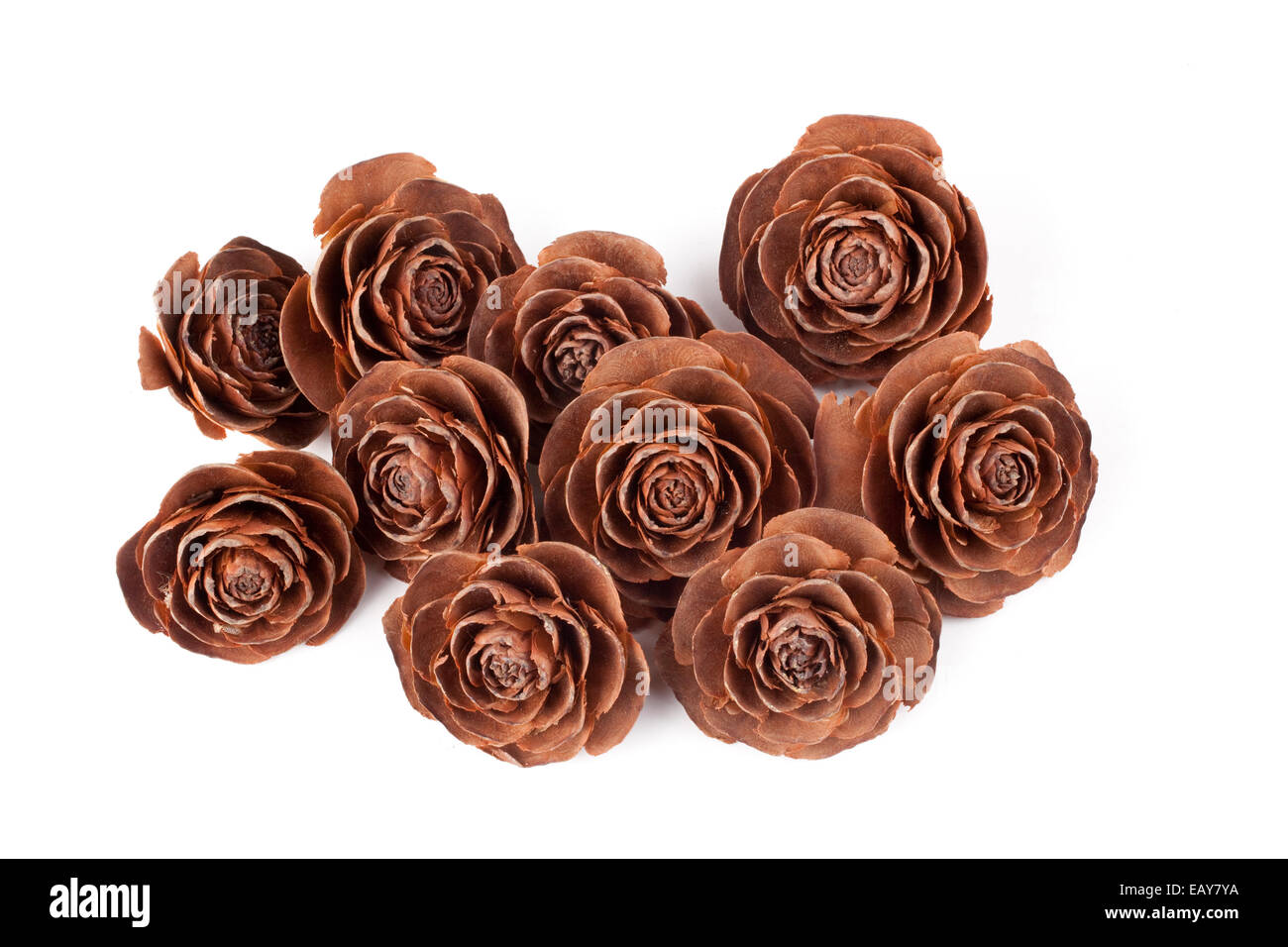 rose like seed pod against white background Stock Photo