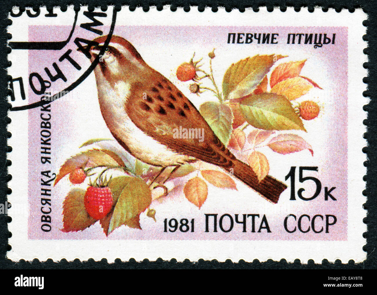 USSR - CIRCA 1981: Stamp printed in USSR shows Rufous-backed Bunting bird, circa 1981 Stock Photo