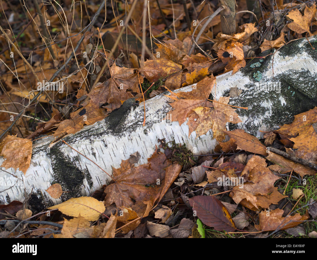 Dead birch tree hires stock photography and images Alamy