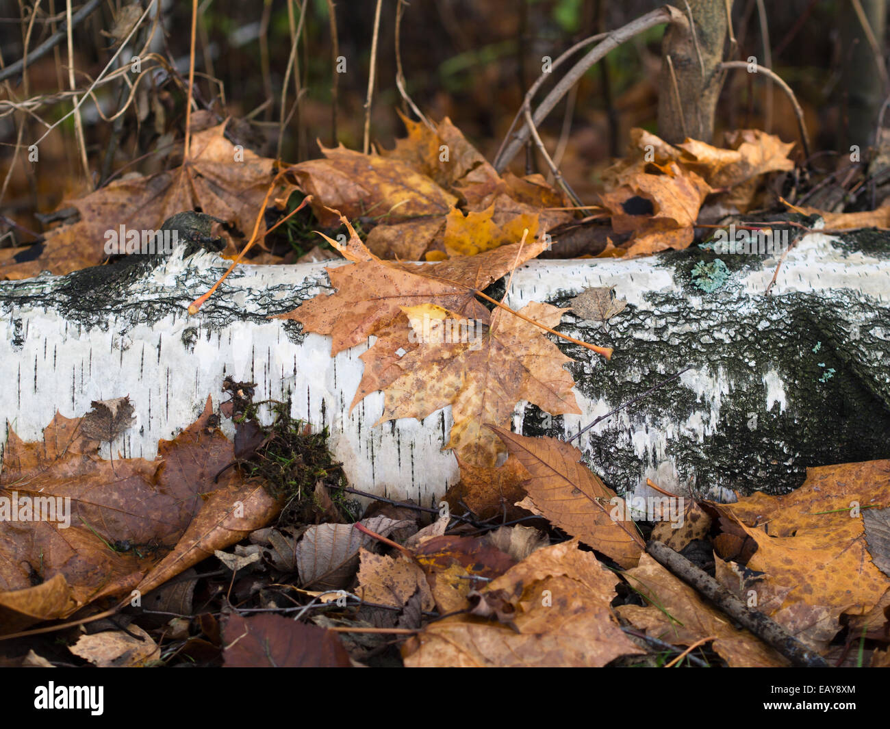 Dead birch trees hires stock photography and images Alamy