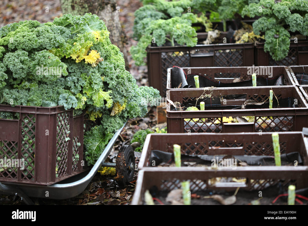 Wheelbarrow Vegetable Garden Gardening High Resolution Stock