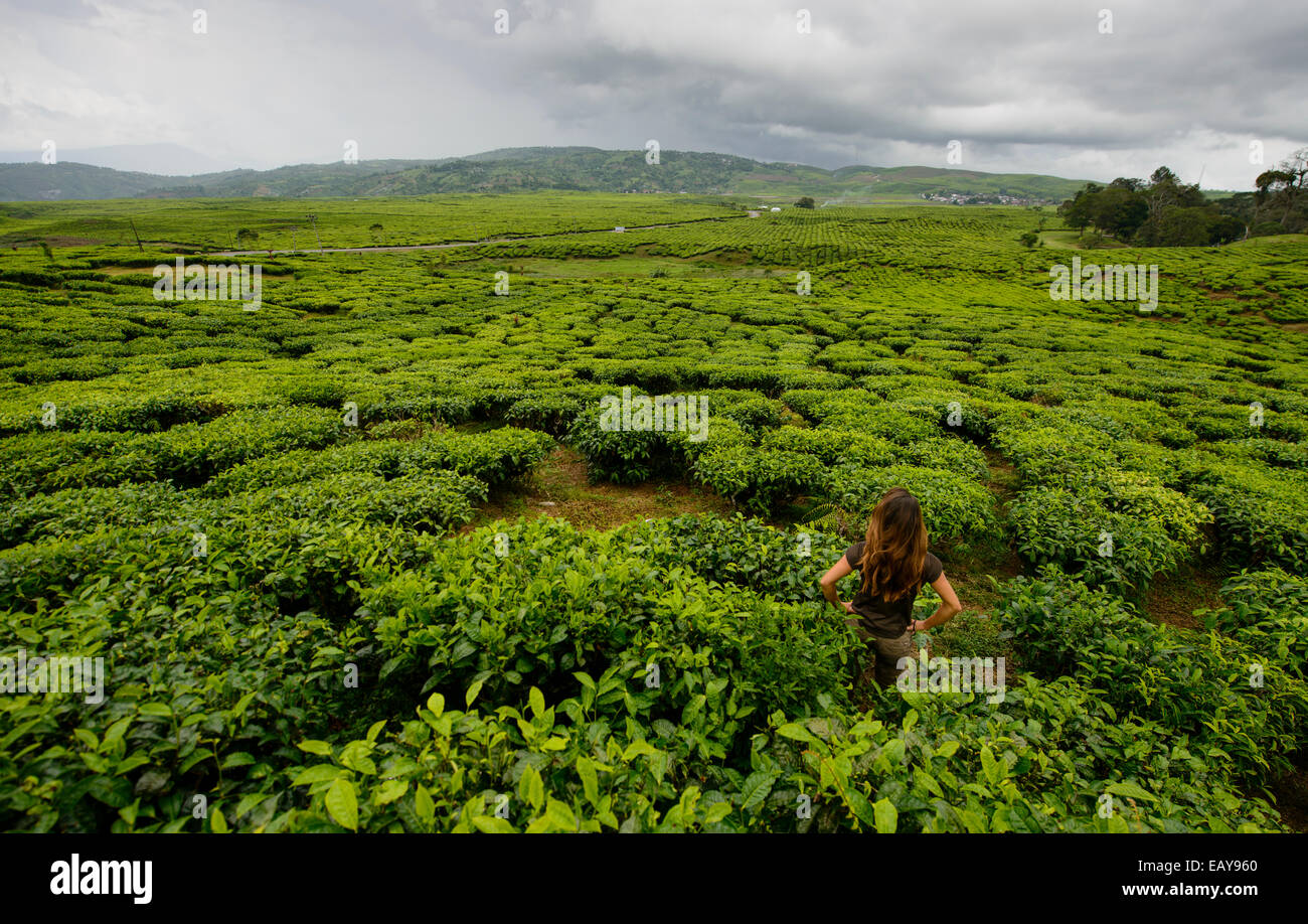 Tea plantations of Sumatra, Indonesia Stock Photo