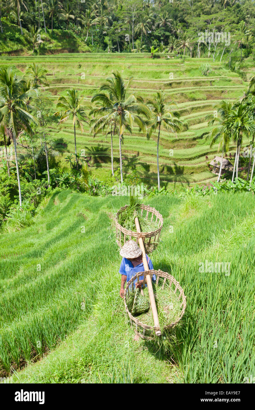 Farmer at the rice terraces near Tegallalang, Bali, Indonesia Stock Photo