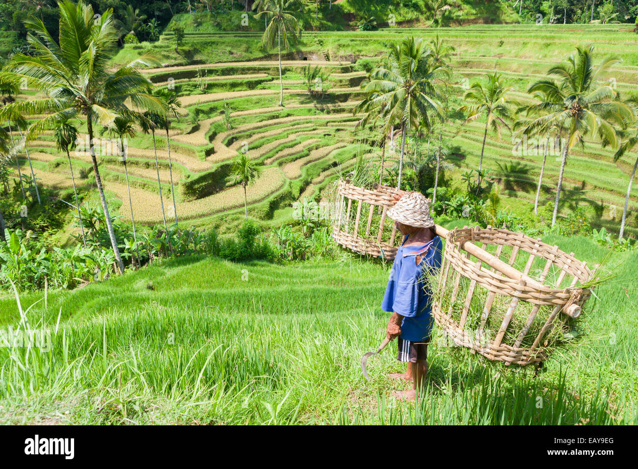Farmer at the rice terraces near Tegallalang, Bali, Indonesia Stock Photo