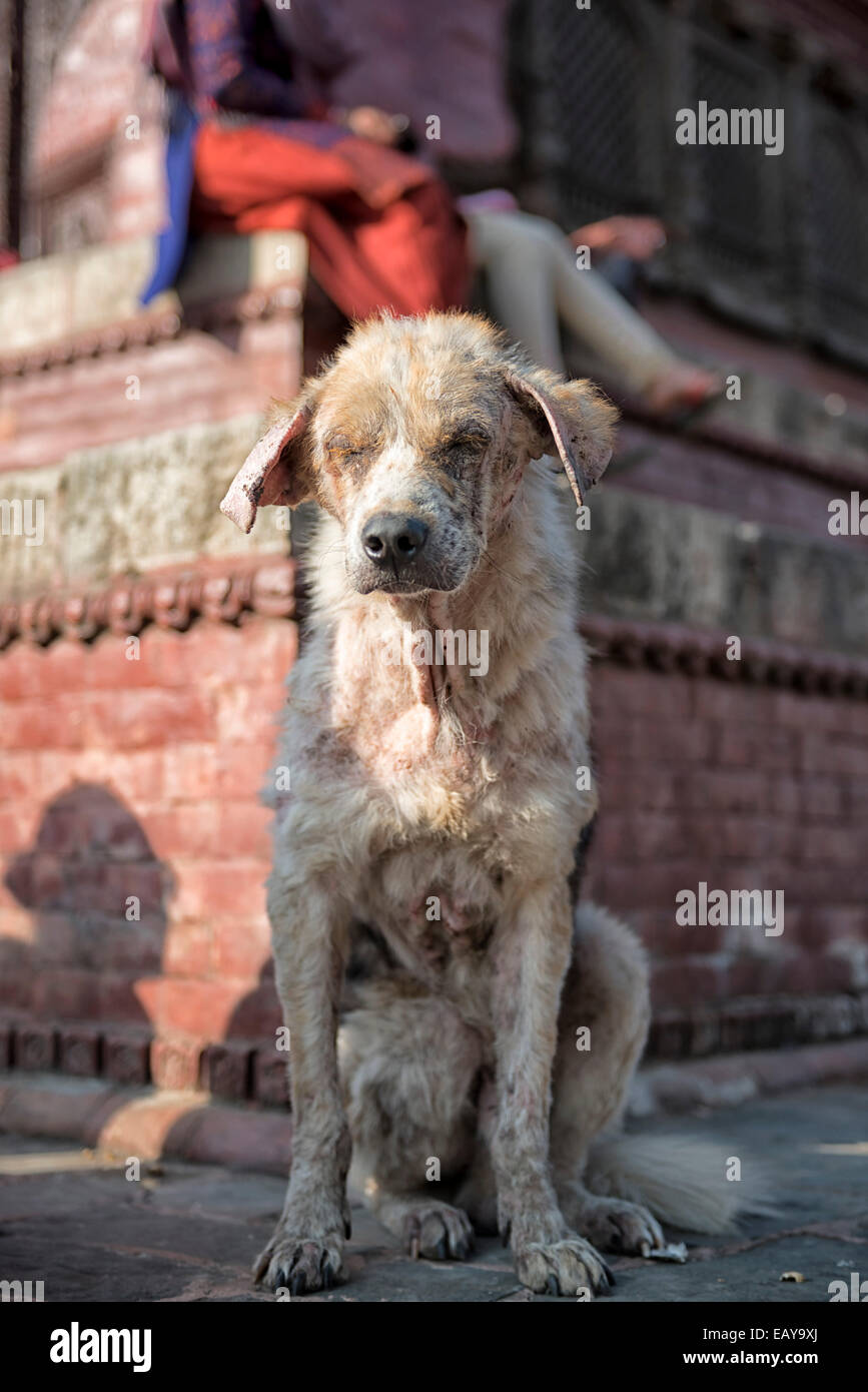 Street Dog at Durbar Square in Kathmandu, Nepal Stock Photo Alamy
