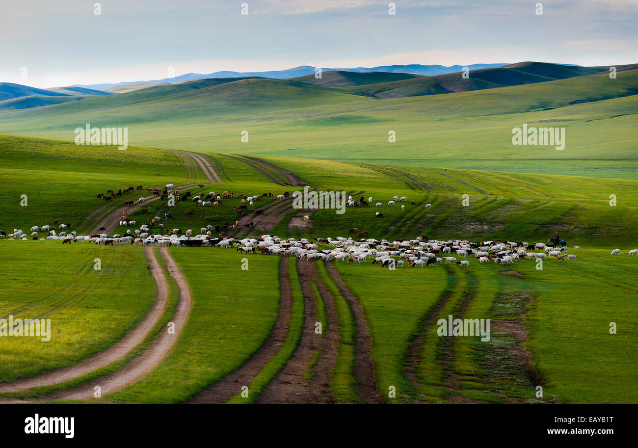 Sheep herds, Mongolian steppe, Mongolia Stock Photo