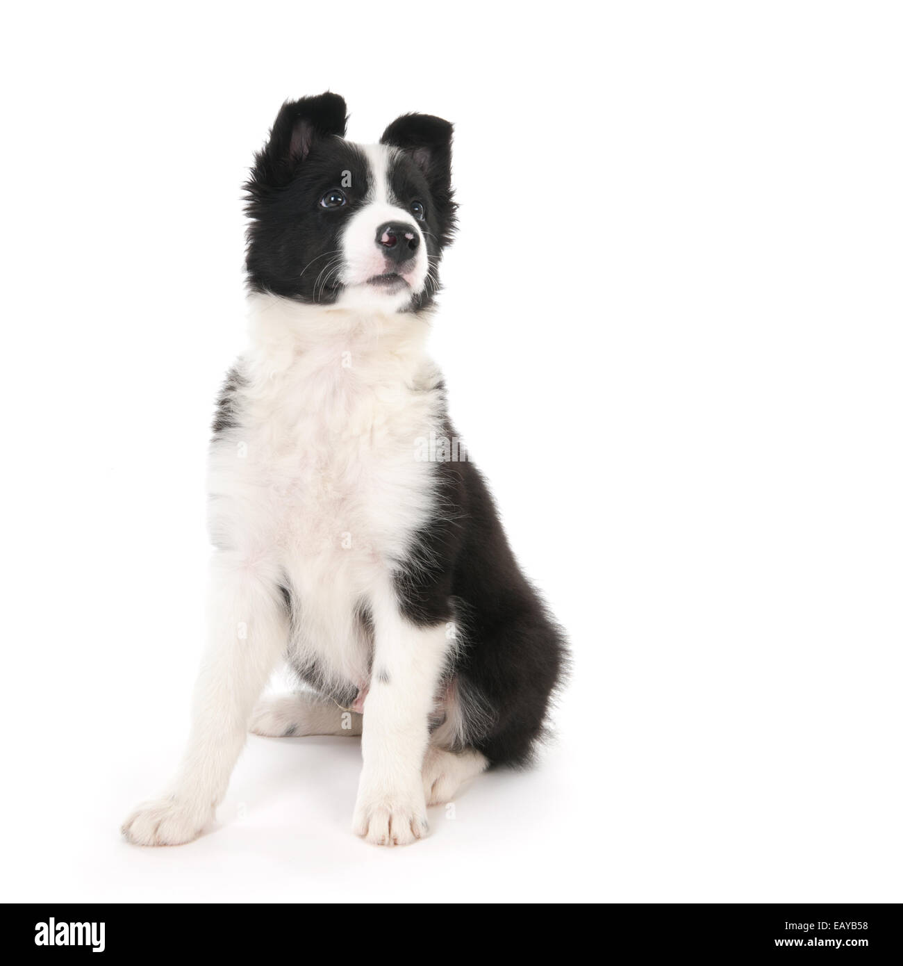Border Collie puppy in studio isolated over white background Stock Photo