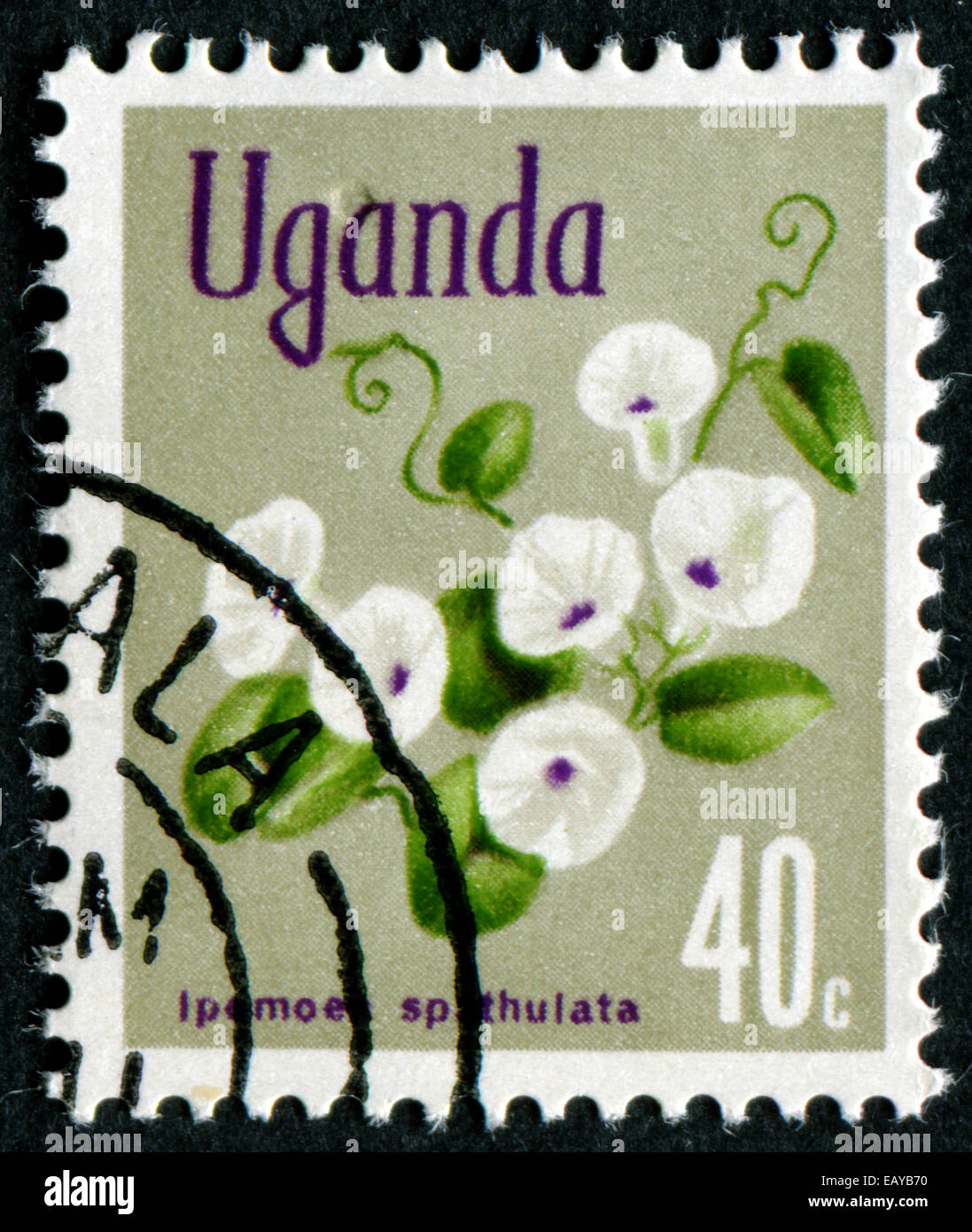 UGANDA - CIRCA 1969: A stamp printed in Uganda shows Ipomoea spathulata Flower, with the same inscription, from the series 'Flow Stock Photo