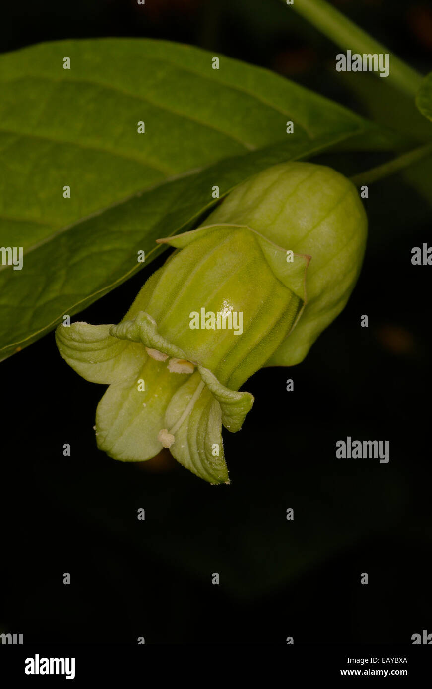Atropanthe sinensis 'Chinese Belladonna' Stock Photo