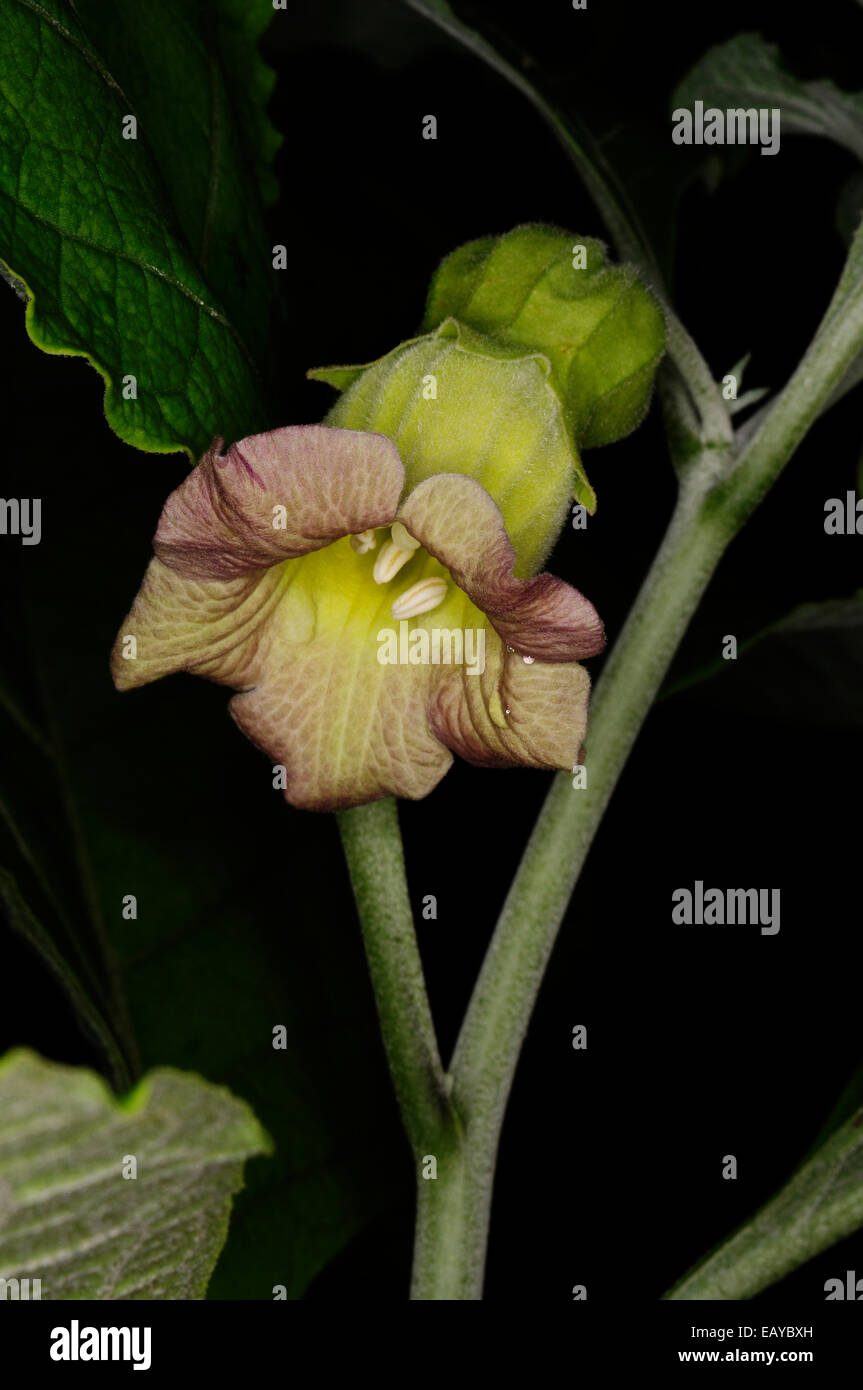 Atropanthe sinensis X Anisodus luridus Stock Photo