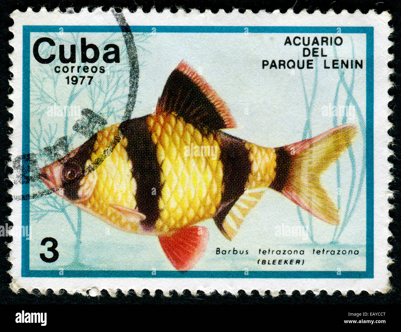CUBA - CIRCA 1977: a stamp printed by Cuba show the fishes with the inscription Barbus tetrazona tetrazona, Lenin Park Aquarium, Stock Photo