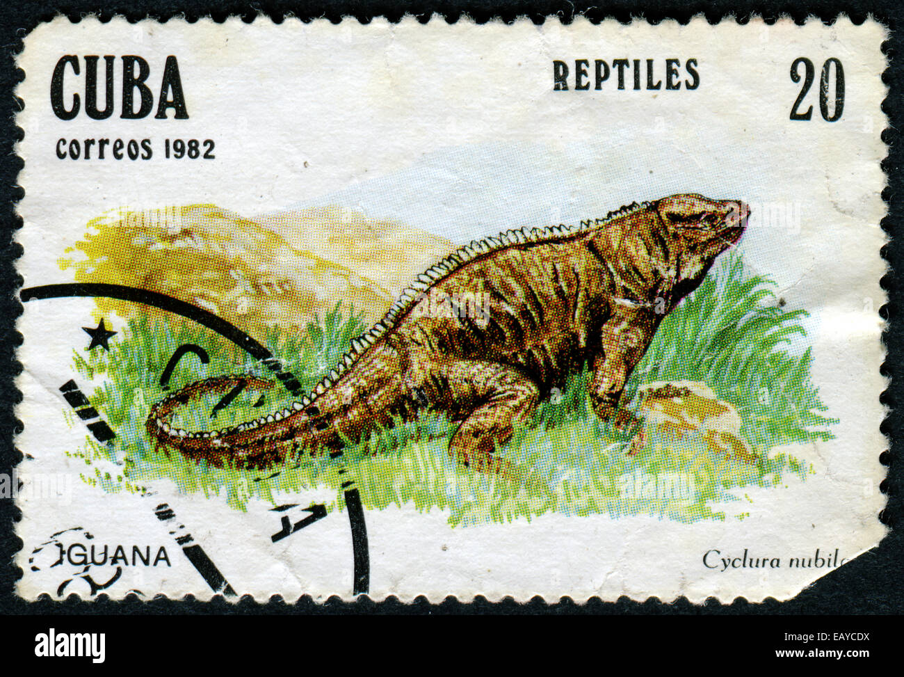 CUBA - CIRCA 1982: a stamp printed in Cuba - Iguana, Cyclura nubila, series Reptile, circa 1982 Stock Photo