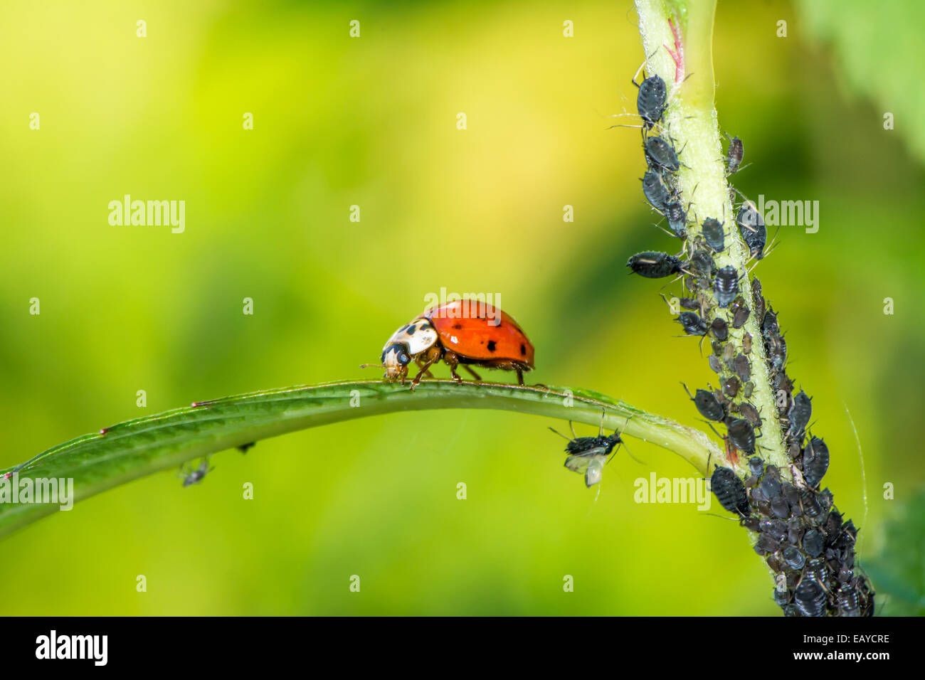 Biological pest control ladybug eating lice Stock Photo Alamy