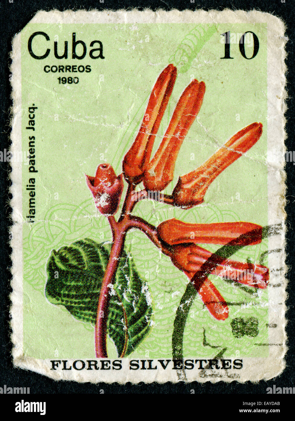 CUBA - CIRCA 1980: a stamp printed in the Cuba shows Firebugs, Hamelia Patens, Wildflower, circa 1980 Stock Photo