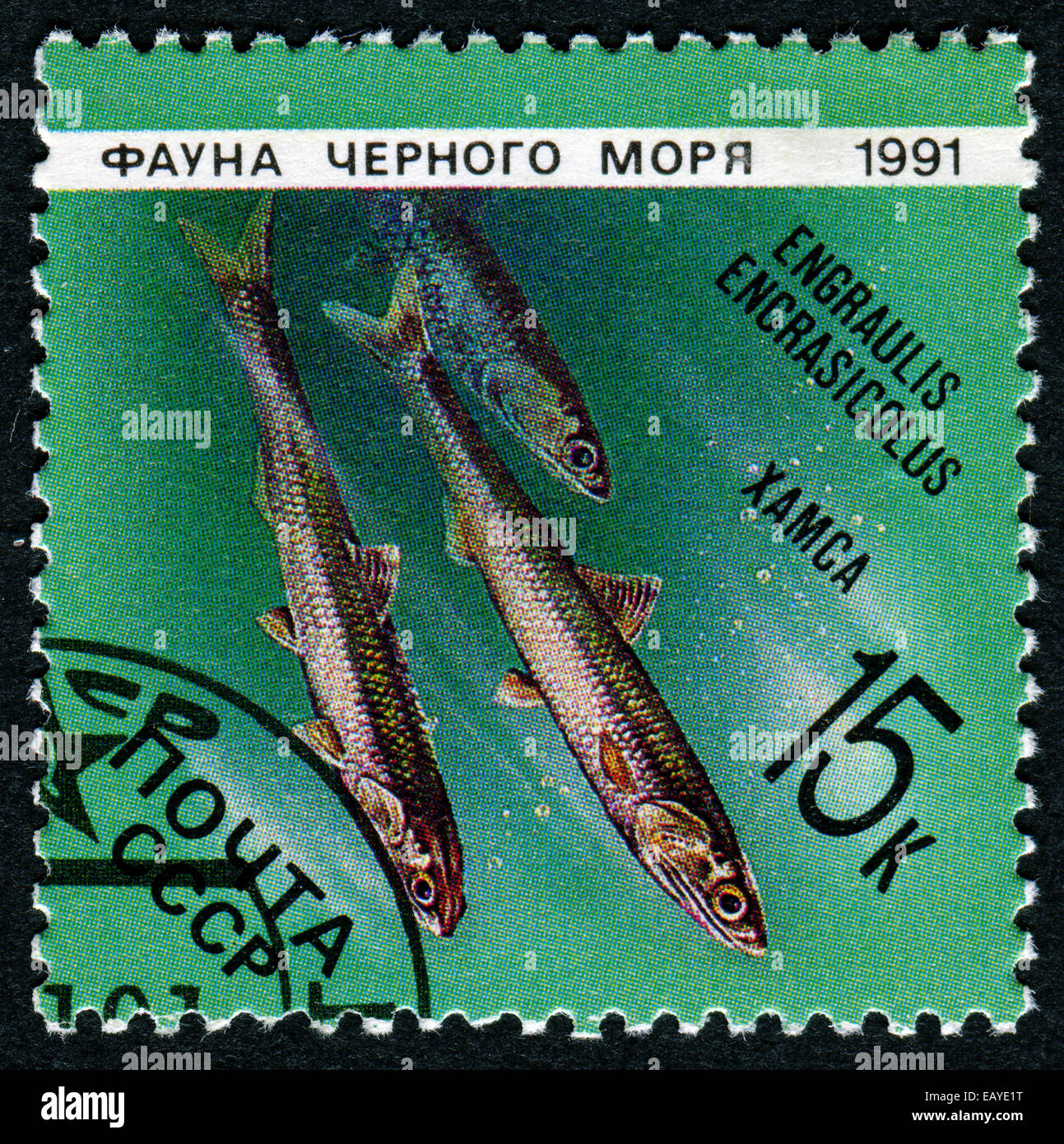 USSR - CIRCA 1991: A Stamp printed in the USSR shows an image of the European anchovy, Engraulis encrasicolus, circa 1991. Stock Photo