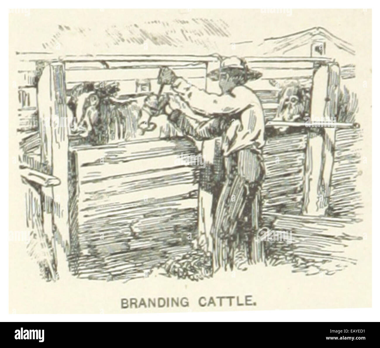 This 1891 illustration shows the practice of branding cattle ...