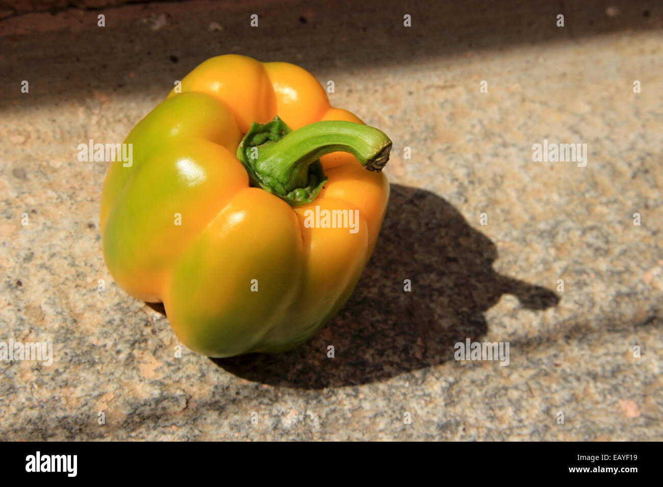 Greenish Orange Ripe Fleshy Capsicum Containing Many Seeds Stock