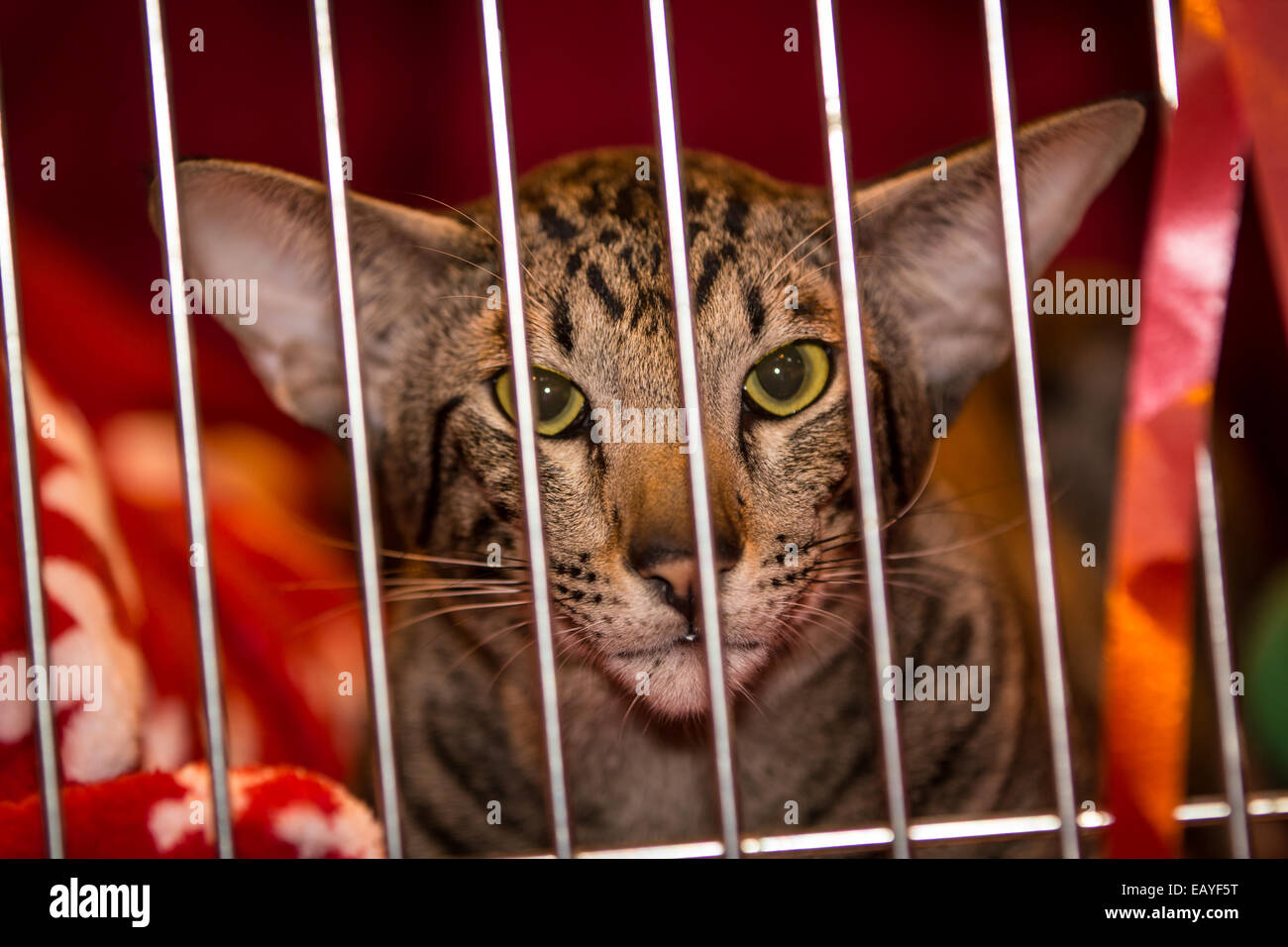 Birmingham, UK. 22nd Nov, 2014. Supreme cat show where all cats compete to be the Supreme cat from kittens to adult cats. Credit:  steven roe/Alamy Live News Stock Photo