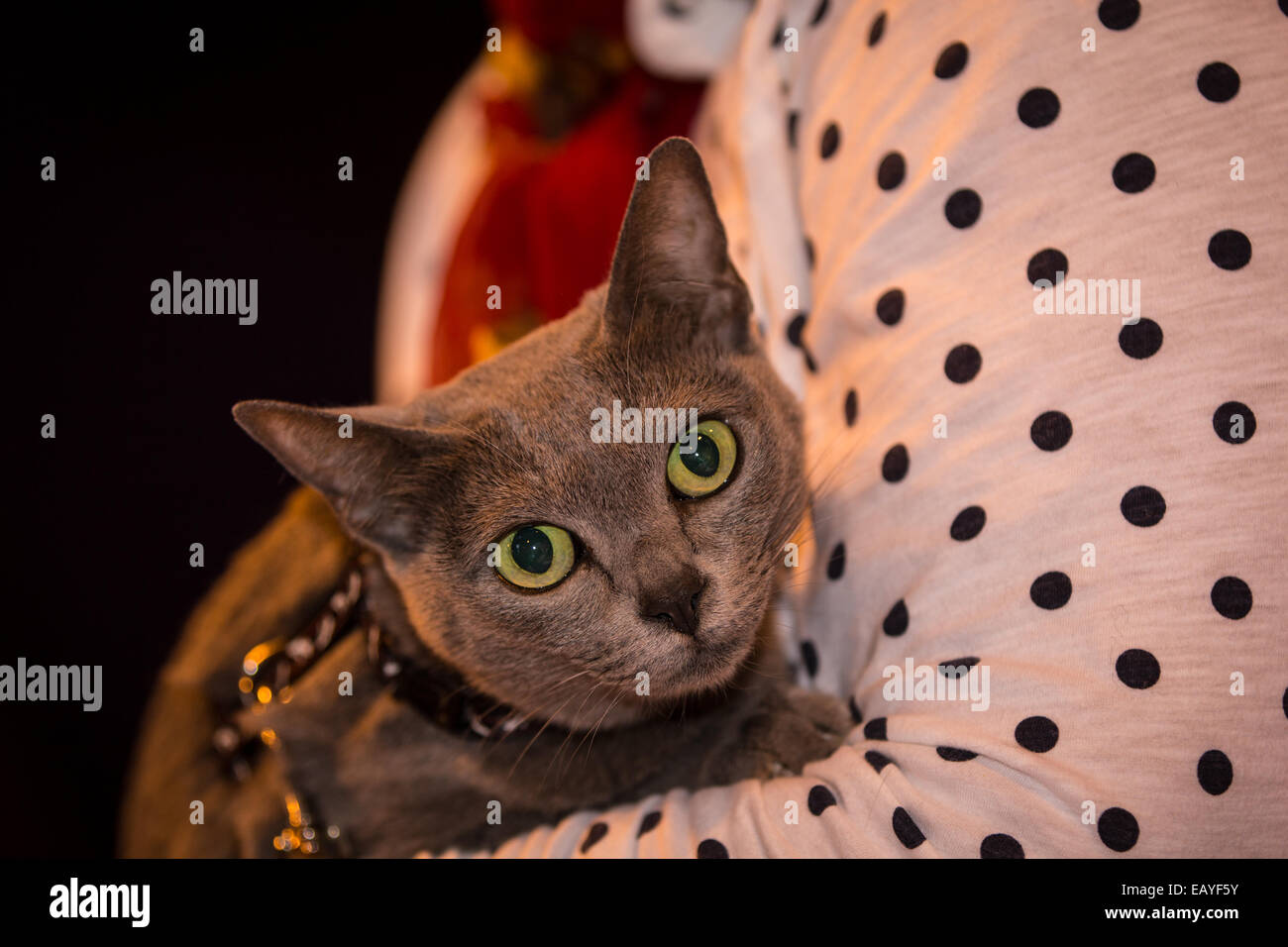 Birmingham, UK. 22nd Nov, 2014. Supreme cat show where all cats compete to be the Supreme cat from kittens to adult cats. Credit:  steven roe/Alamy Live News Stock Photo