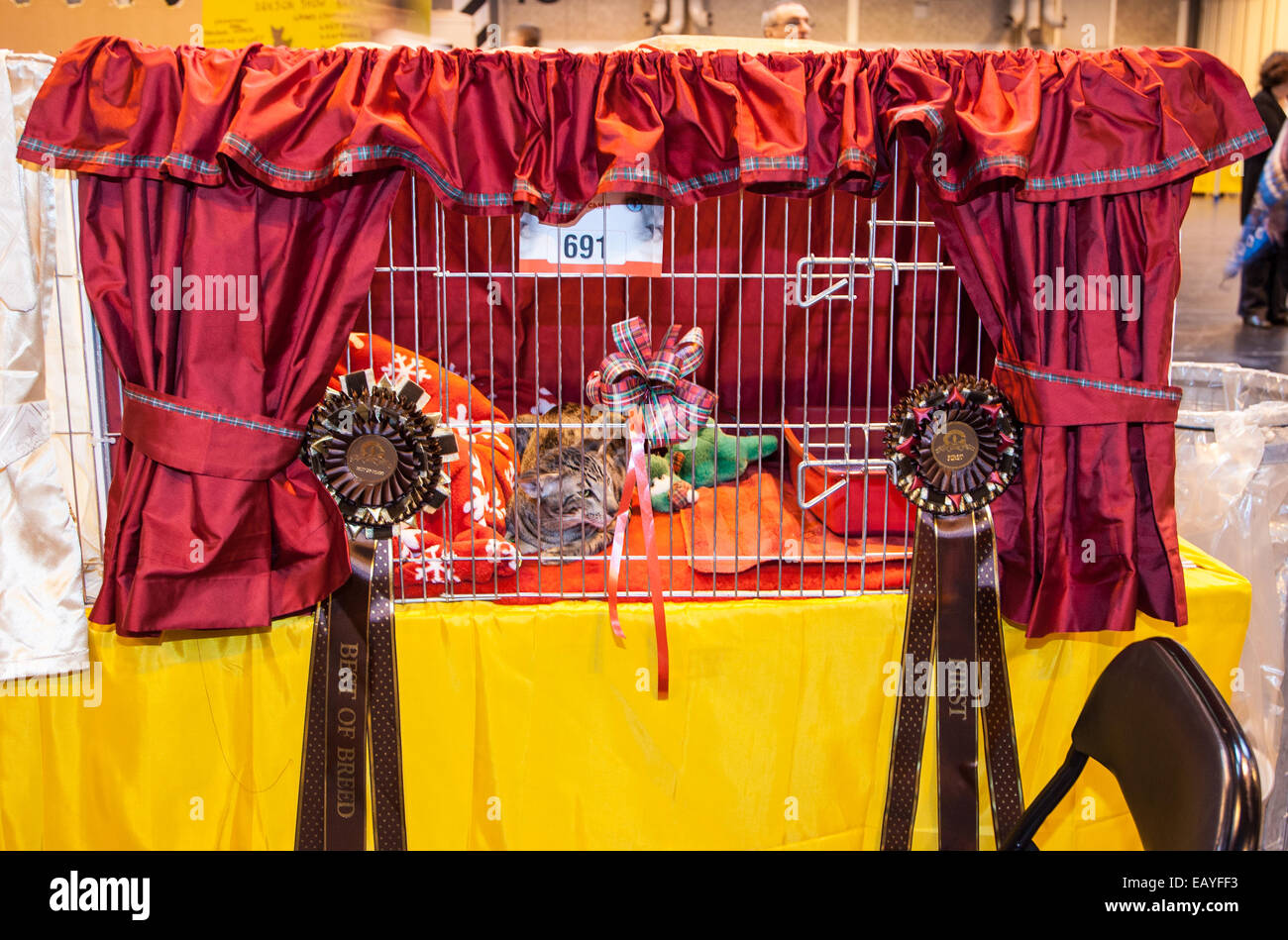 Birmingham, UK. 22nd Nov, 2014. Supreme cat show where all cats compete to be the Supreme cat from kittens to adult cats. Credit:  steven roe/Alamy Live News Stock Photo