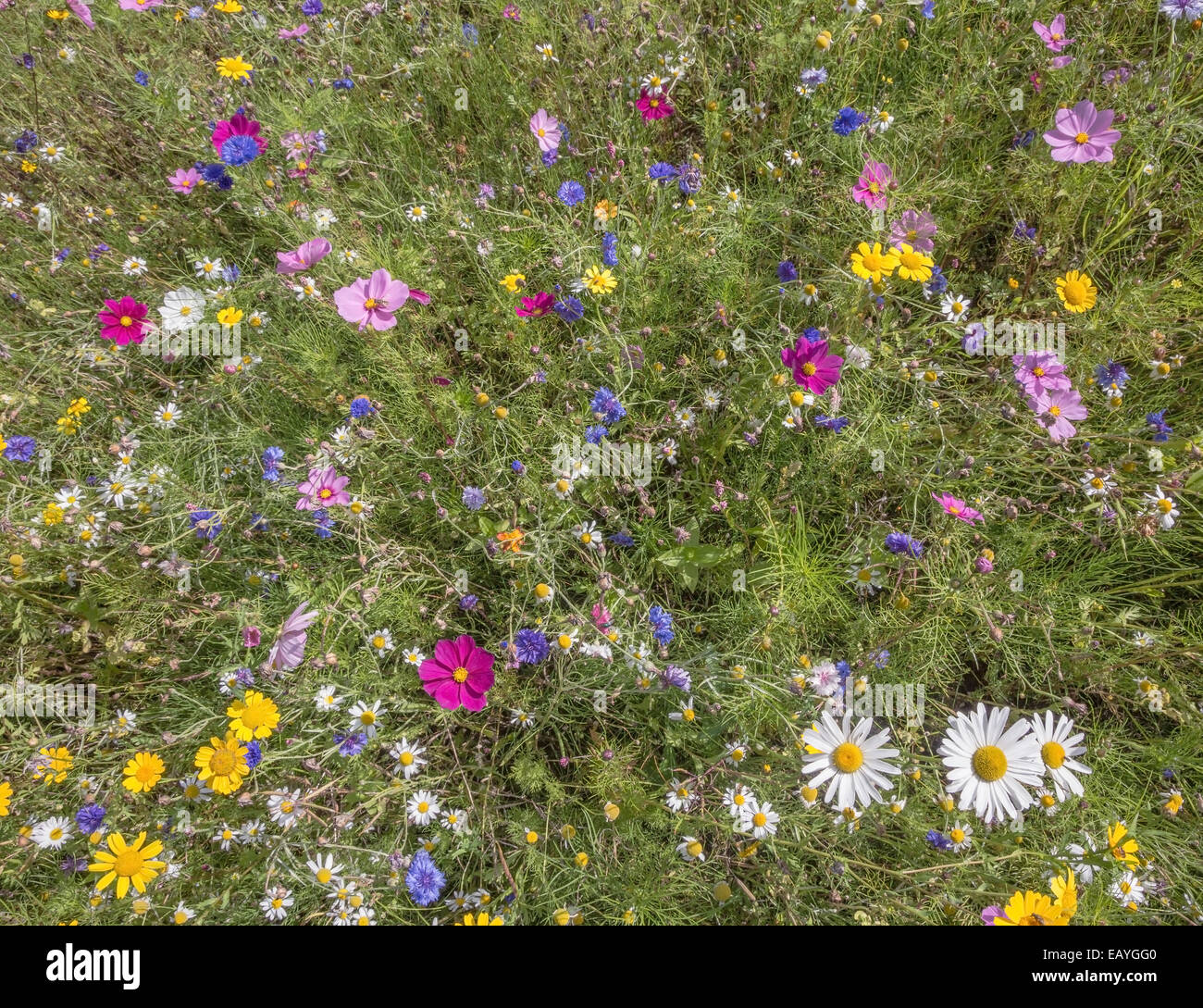 Strong wild flowers hi-res stock photography and images - Alamy