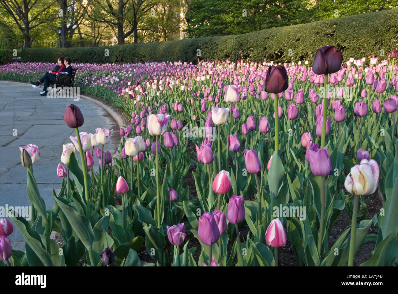 Tulips at the Conservatory Garden in Central Park, New York City Stock Photo