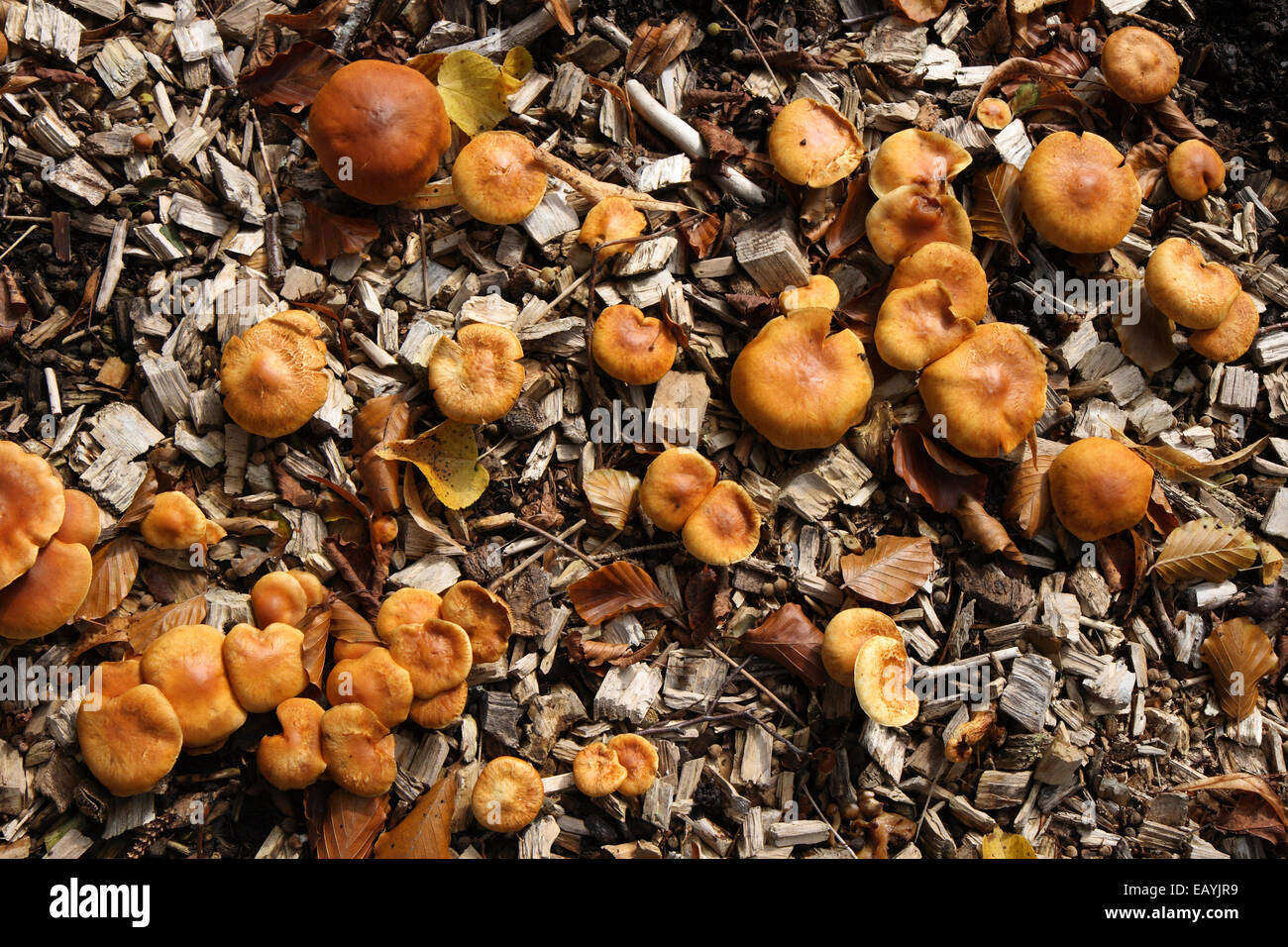 Fungus in wood chips. Shot taken in fall. Denmark Stock Photo Alamy