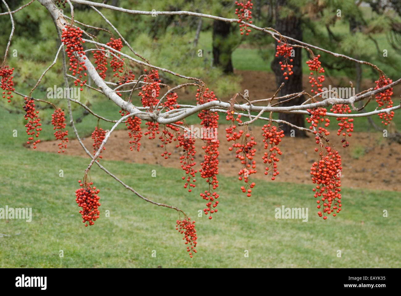 BERRIES FROM THE IIGIRI TREE - IDESIA POLYCARPA Stock Photo
