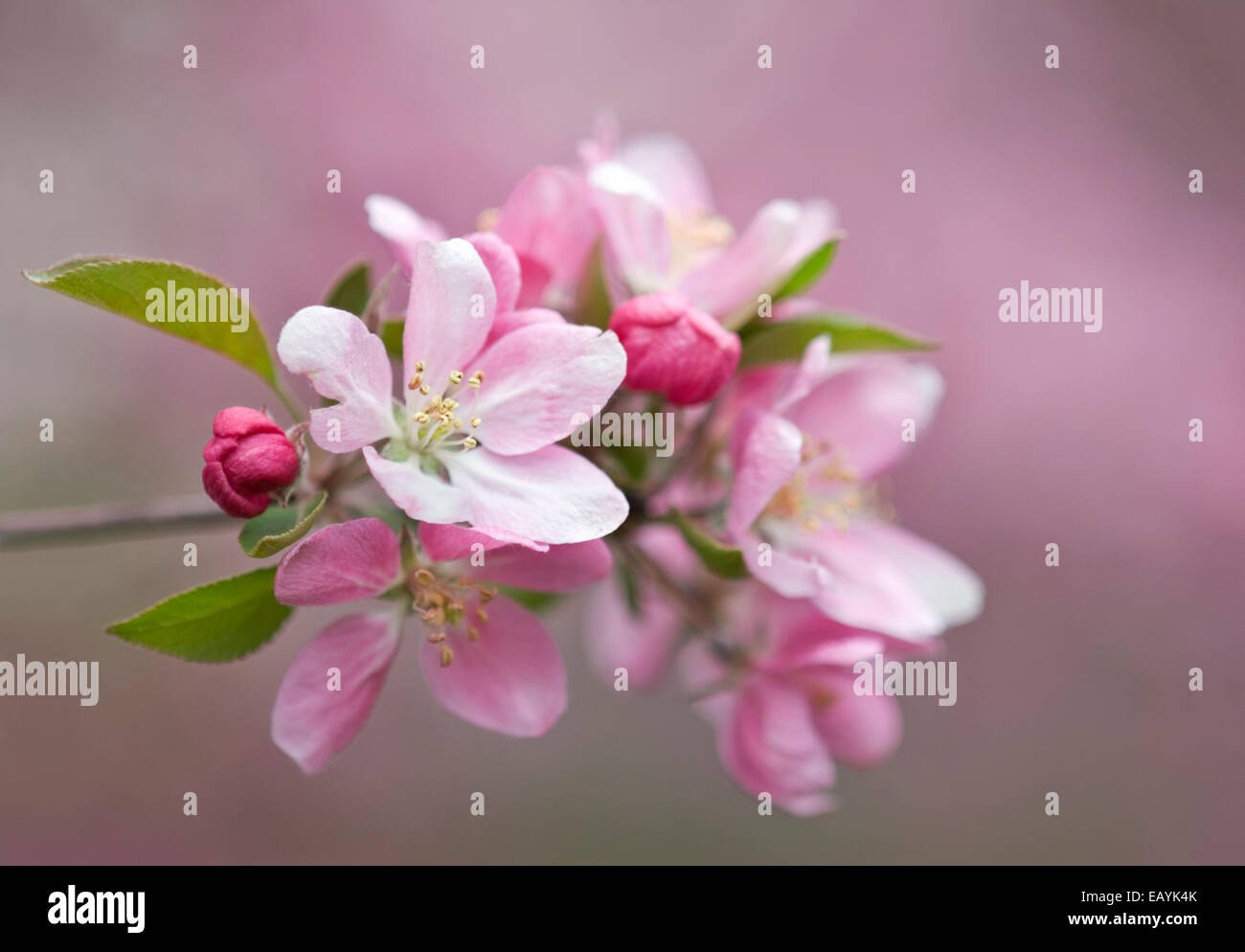 Japanese Crabapple Tree Blossoms - Malus floribunda Stock Photo