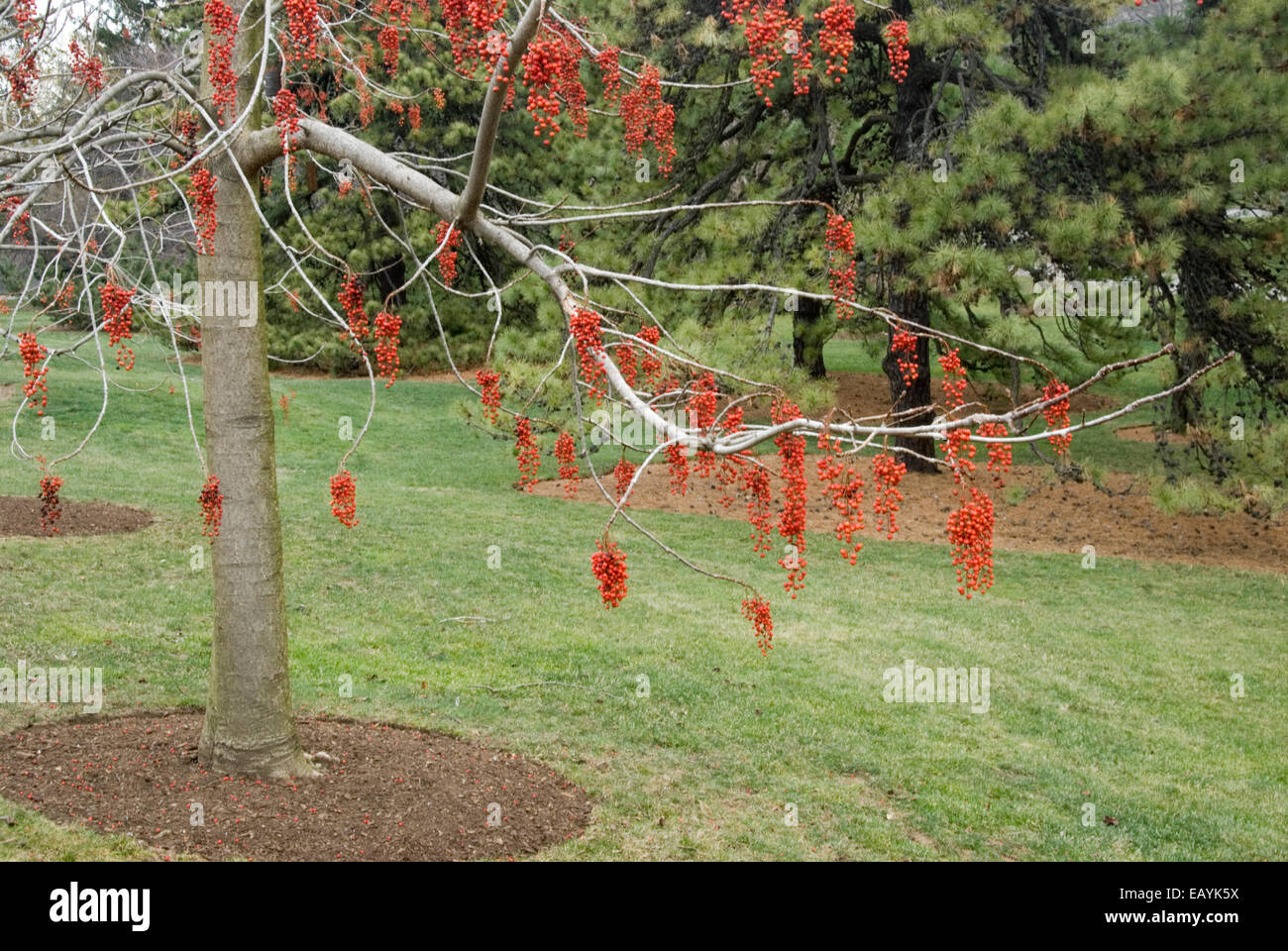 IIGIRI TREE WITH RED BERRIES - IDESIA POLYCARPA Stock Photo
