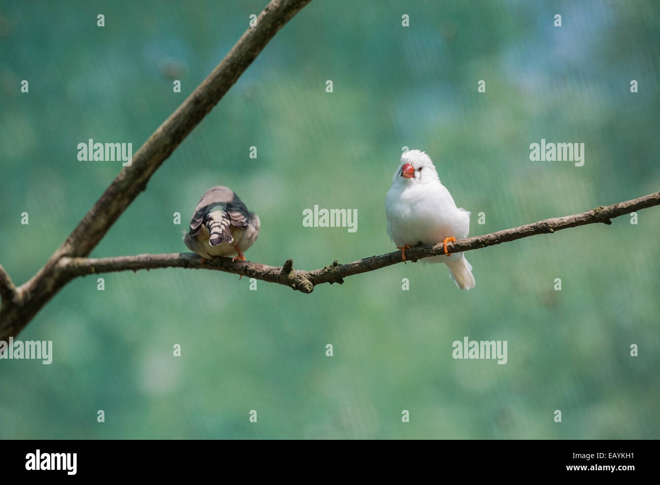 Two small birds standing on a tree branch Stock Photo Alamy