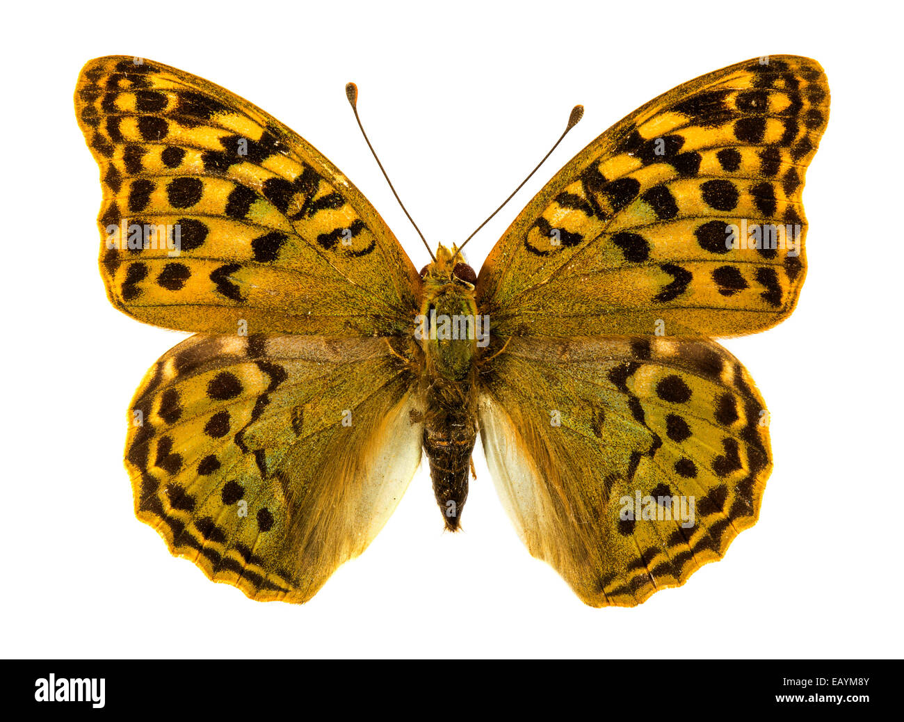 Niobe Fritillary (Argynnis niobe)butterfly Stock Photo