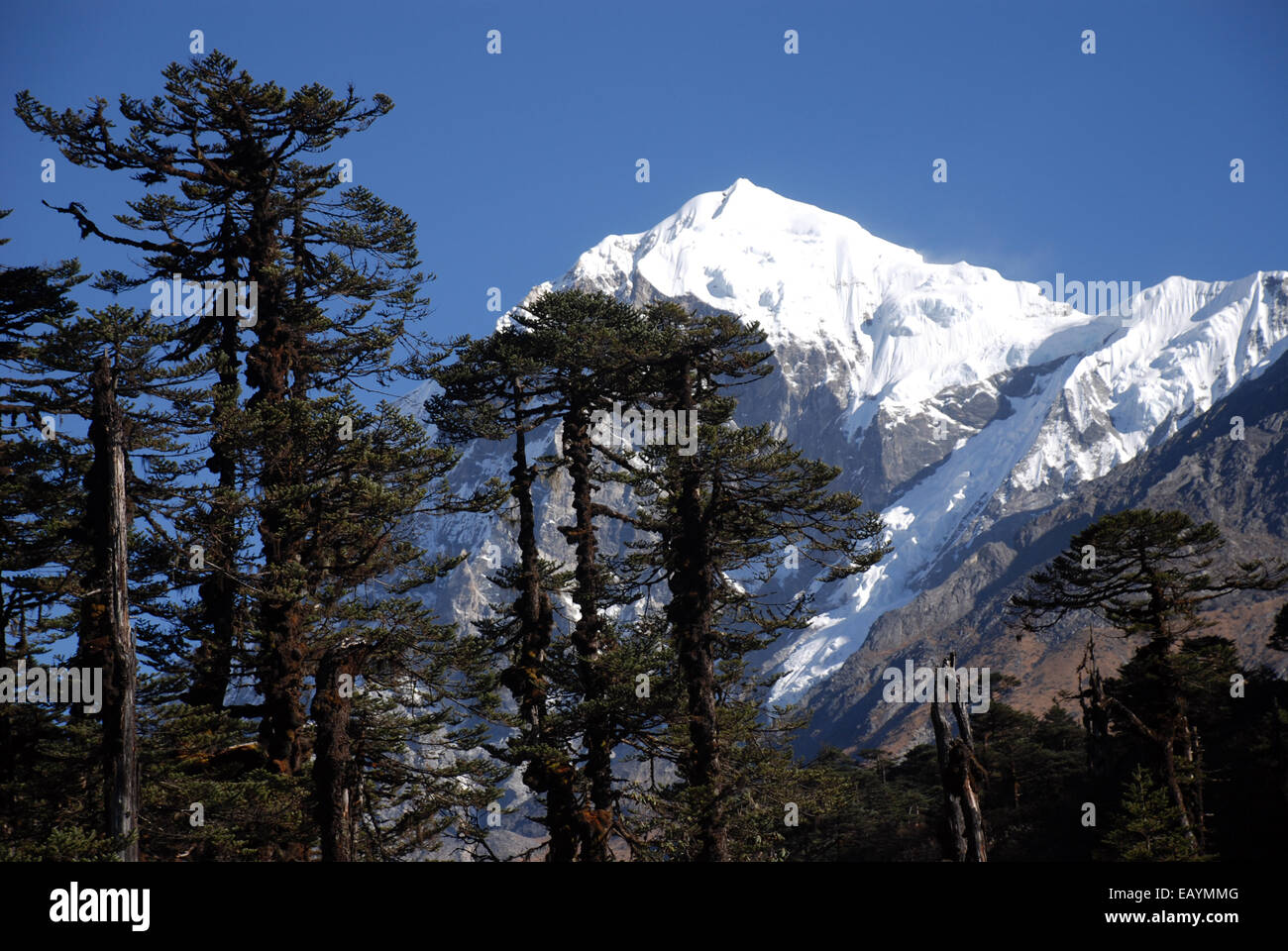 Snow capped peak of Pandim rises above the trees in the Indian Himalayas Stock Photo