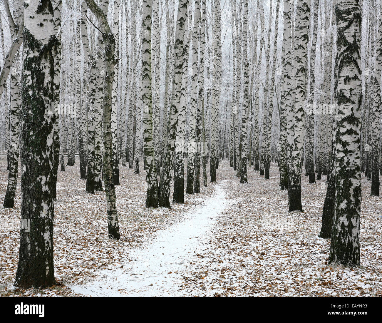 Snow pathway in autumn birch forest Stock Photo